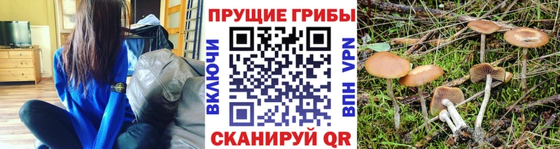 Купить где  Сургут  Галлюциногенные грибы GOLDEN TEACHER 